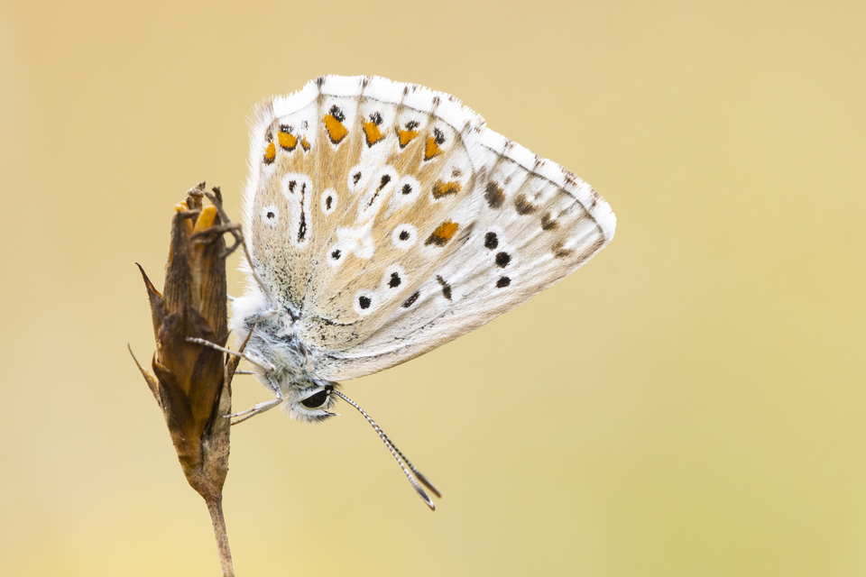 Polyommatus coridon - ezüstkék boglárka