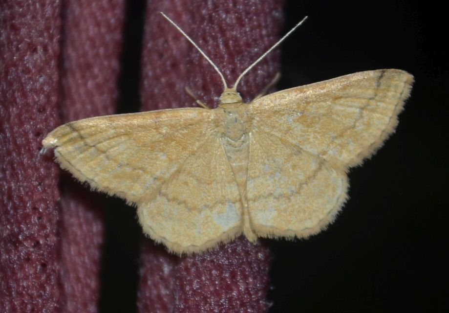 Idaea ochrata - okkerszínű sávosaraszoló