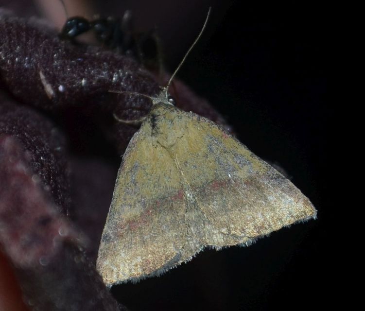 Phytometra viridaria - pirossávos bagoly