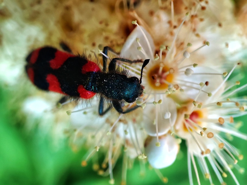 Trichodes favarius - hatfoltos méhészbogár
