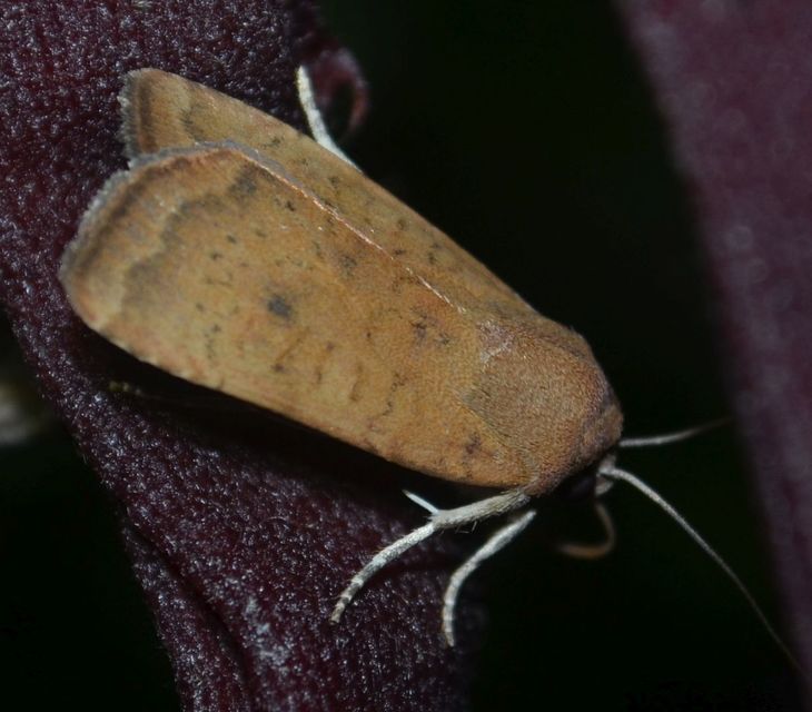 Noctua interjecta - zömök sárgafűbagoly