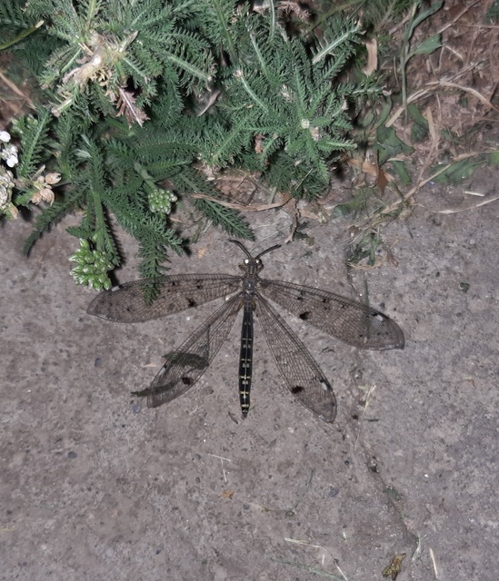 Distoleon tetragrammicus - négyfoltos hangyaleső