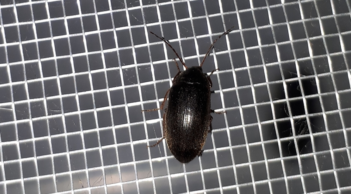 Hymenalia rufipes - rőtlábú alkonybogár