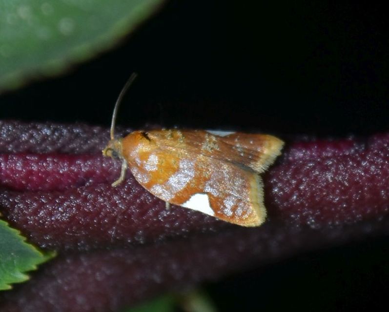 Acleris holmiana - fehérfoltos levélmoly