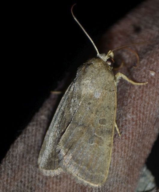 Hoplodrina blanda - sötét selymesbagoly