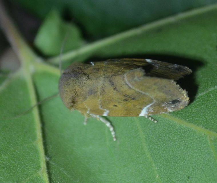Cosmia affinis - barna lombbagoly