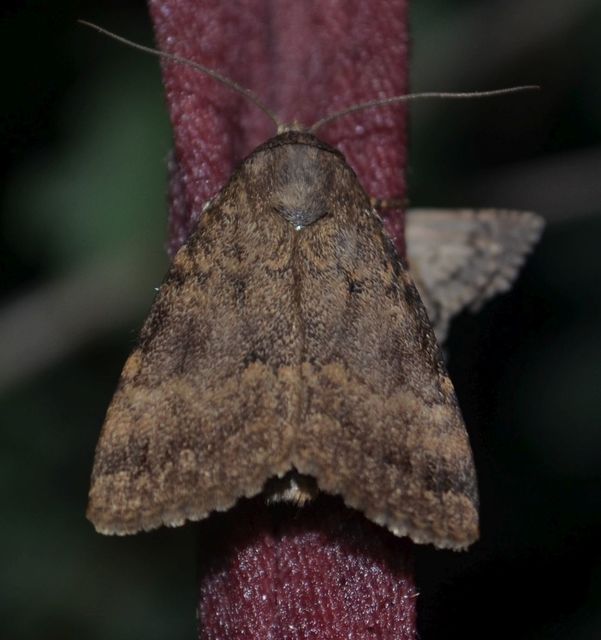 Amphipyra berbera/pyramidea