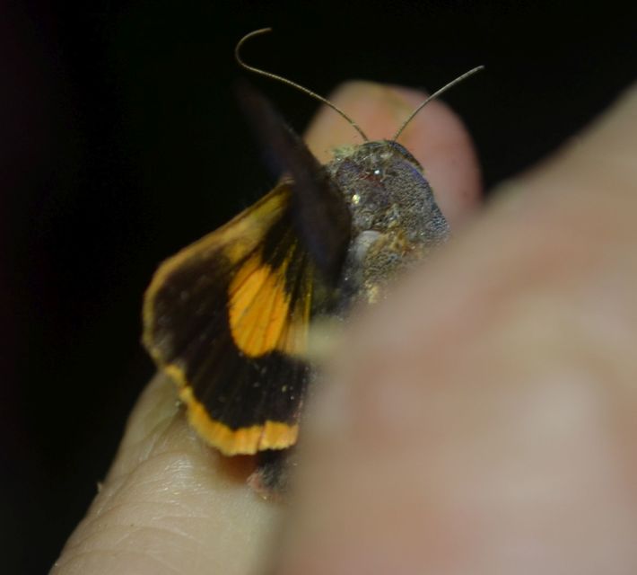 Noctua janthe - lappangó sárgafűbagoly