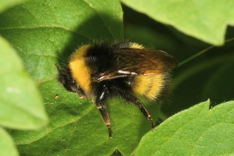 Bombus haematurus - mediterrán poszméh