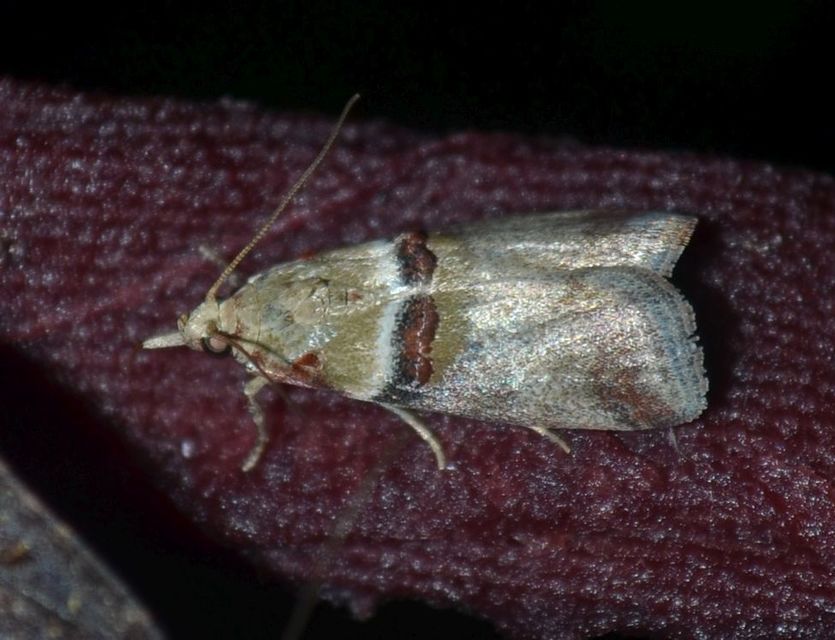 Acrobasis tumidana - bordás karcsúmoly