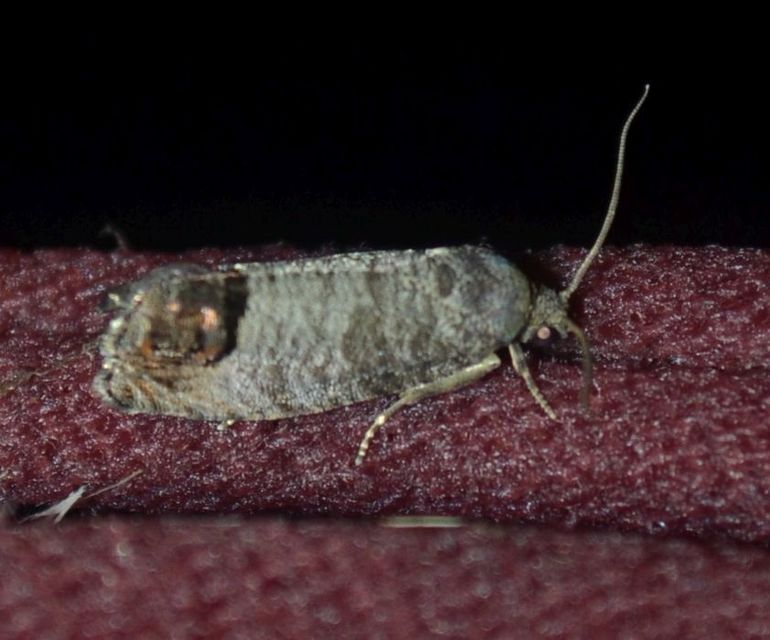 Cydia pomonella - almamoly