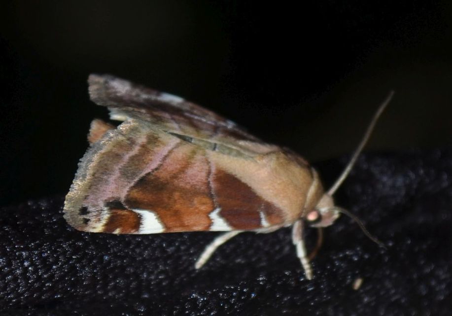 Cosmia diffinis - szilfa-lombbagoly