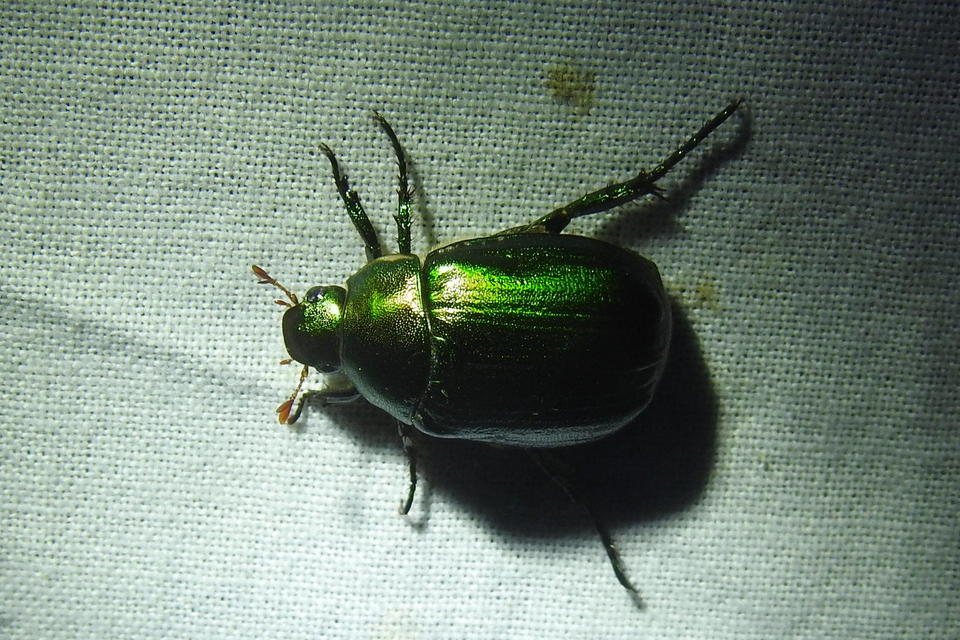 Anomala vitis - nagy fináncbogár