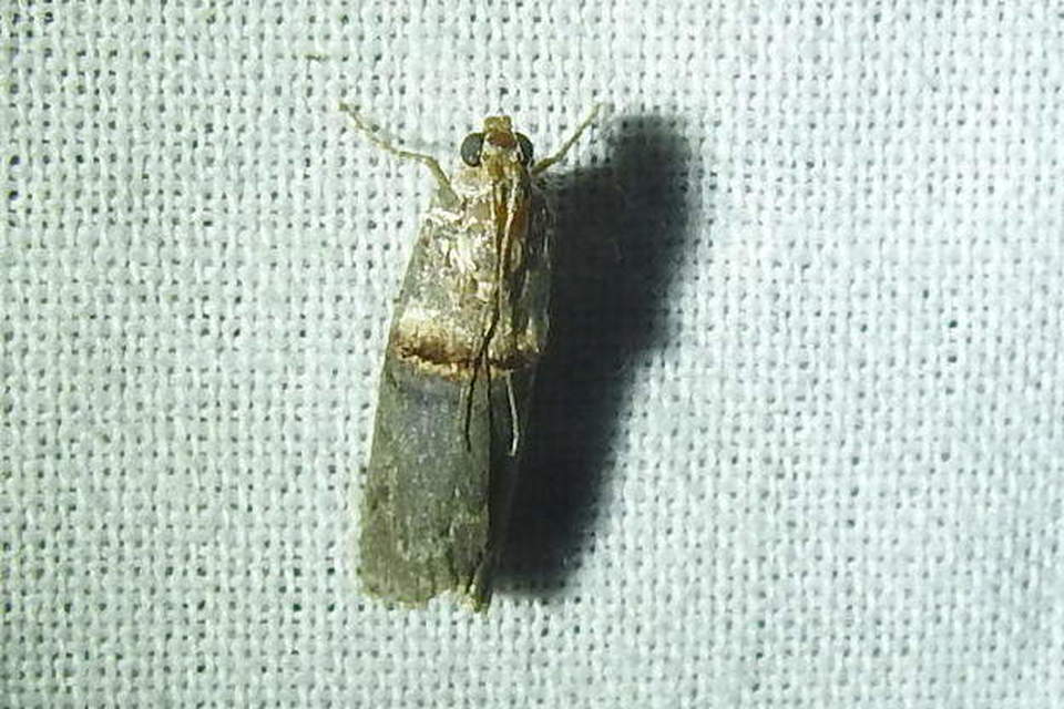 Trachonitis cristella - bokorrágó karcsúmoly