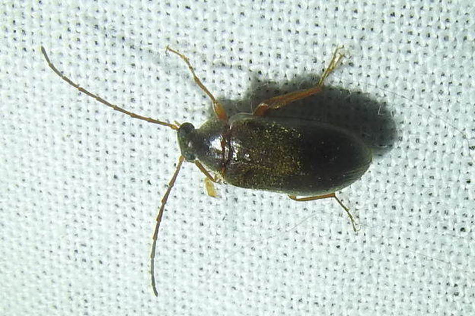 Hymenalia rufipes - rőtlábú alkonybogár