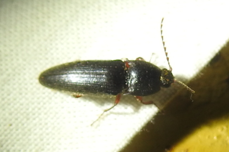 Melanotus