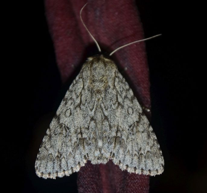 Acronicta aceris - vadgesztenye-szigonyosbagoly