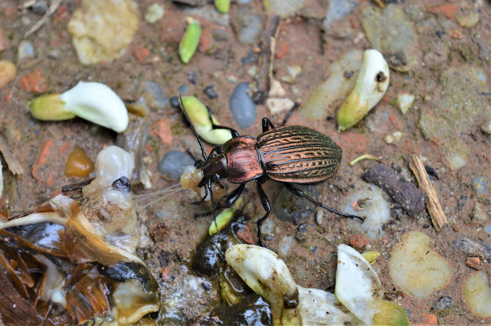 Carabus ulrichii - rezes futrinka Carabus ulrichii - rezes futrinka