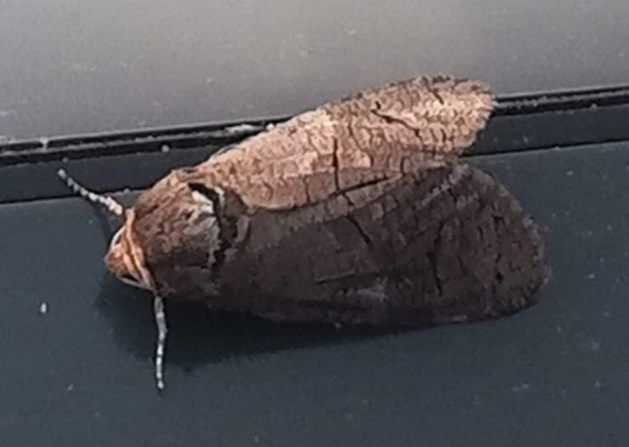 Cossus cossus - fűzfarontólepke