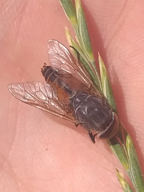 Hybomitra