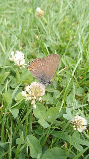 Satyrium ilicis - tölgyfa-csücsköslepke