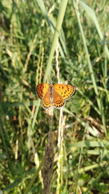 Lycaena thersamon - kis tűzlepke