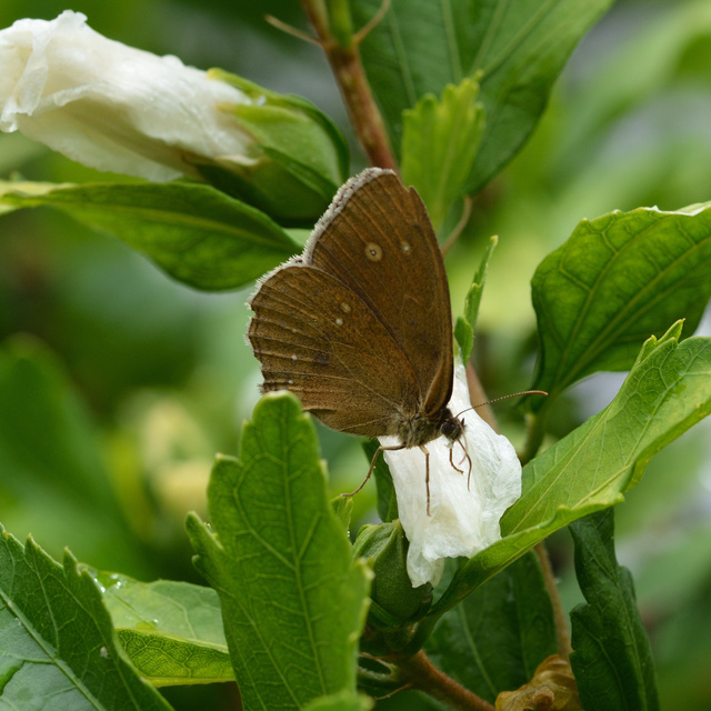 Aphantopus hyperanthus - közönséges ökörszemlepke