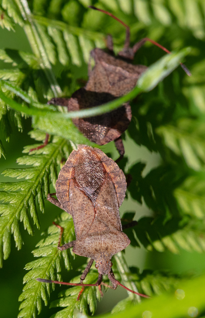 Coreus marginatus - közönséges karimáspoloska