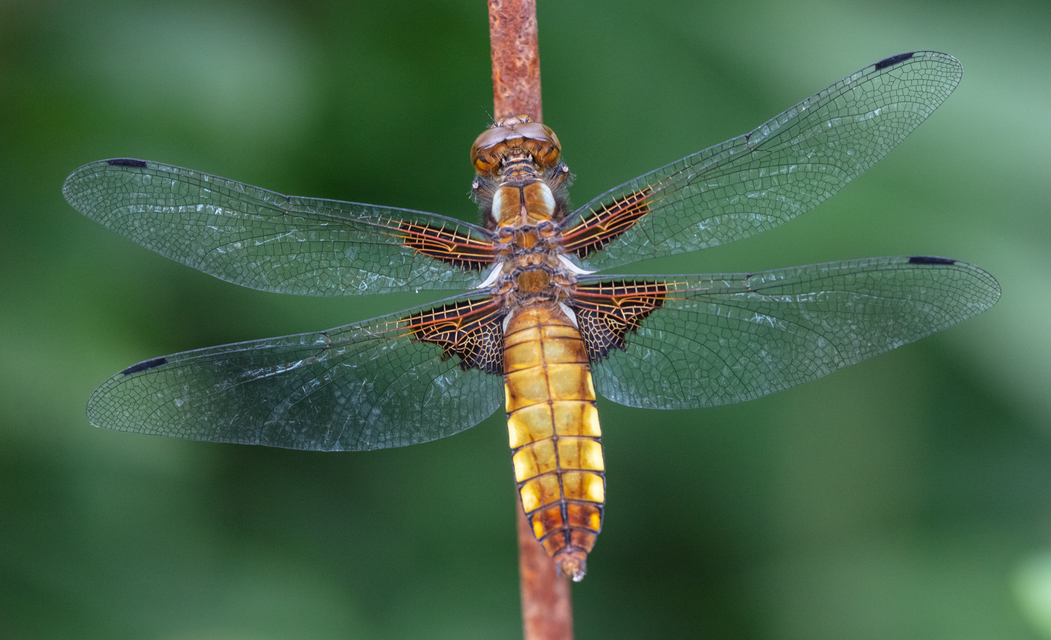 Libellula depressa - széles laposacsa
