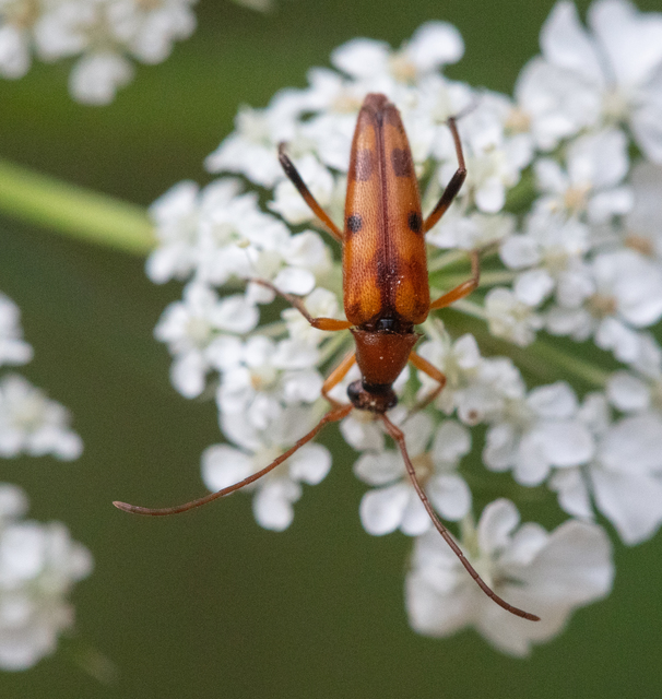 Stenurella septempunctata - hétpettyes karcsúcincér