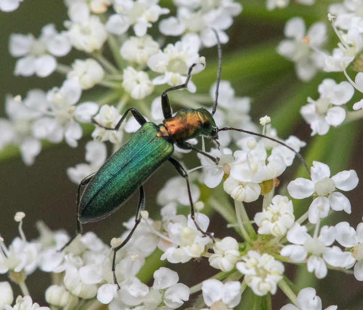 Chrysanthia viridissima - aranyos álcincér