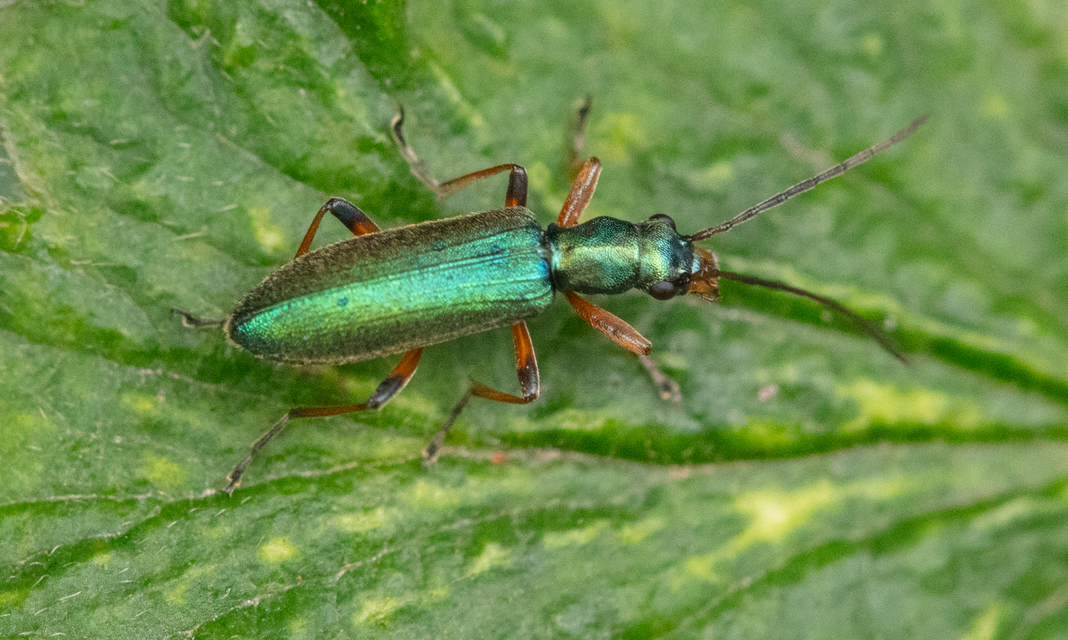 Chrysanthia geniculata - feketecsápú álcincér