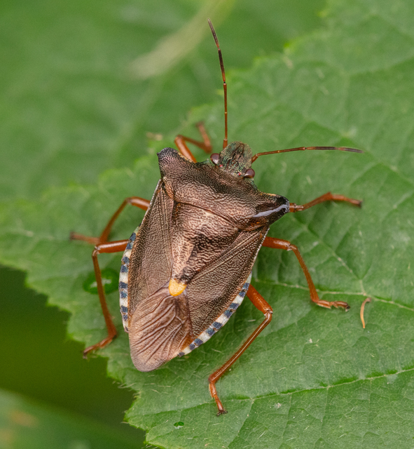 Pentatoma rufipes - vöröslábú címerespoloska Pentatoma rufipes - vöröslábú címerespoloska