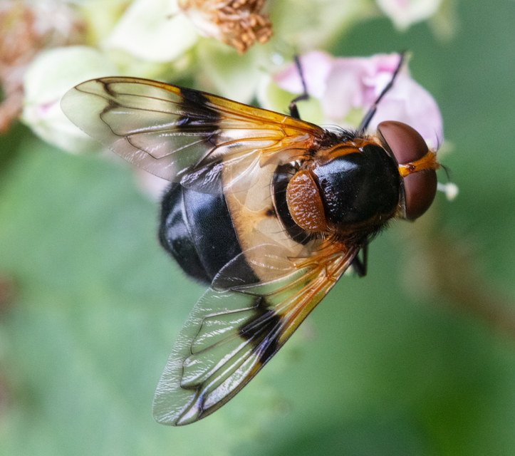 Volucella pellucens - üvegpotrohú pihelégy
