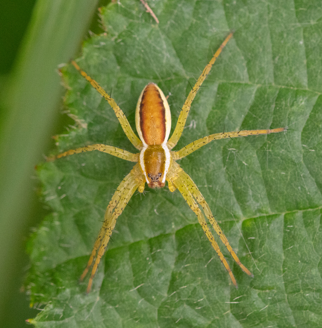 Dolomedes plantarius/fimbriatus