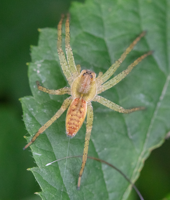 Dolomedes plantarius/fimbriatus