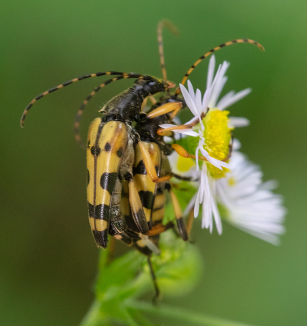 Rutpela maculata - tarkacsápú karcsúcincér
