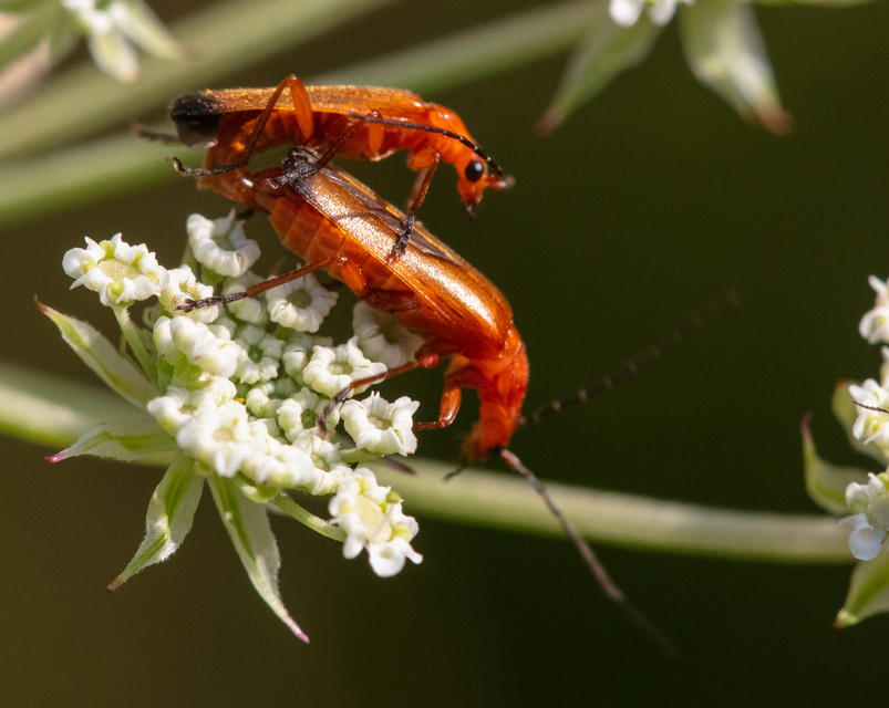 Rhagonycha fulva - feketevégű lágybogár