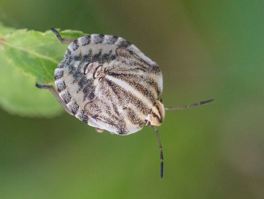 Graphosoma italicum - csíkos pajzsospoloska