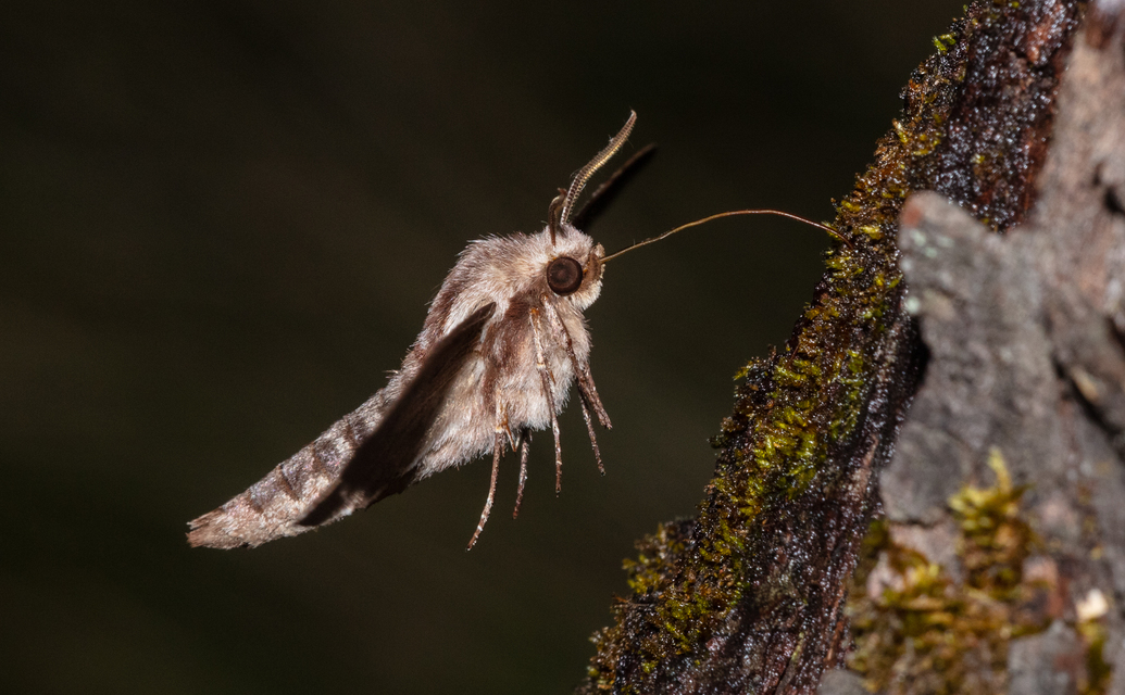 Hyloicus pinastri - fenyőszender