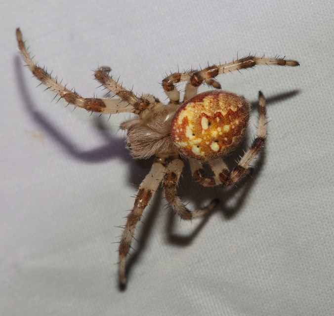 Araneus quadratus - négyes keresztespók