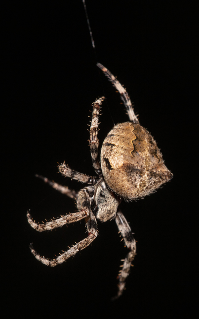 Araneus circe/angulatus
