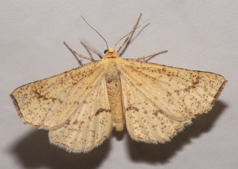 Hypoxystis pluviaria - hegyesszárnyú lápiaraszoló