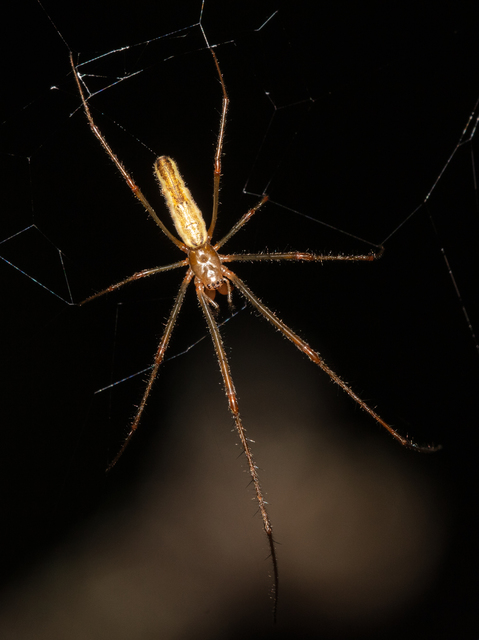 Tetragnatha