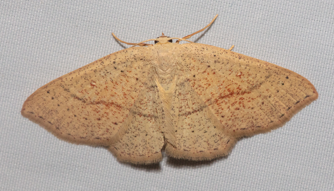 Cyclophora punctaria - sávos pettyesaraszoló