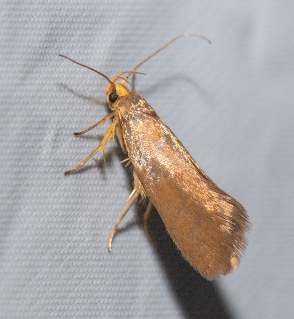 Crassa unitella - aranybarna díszmoly
