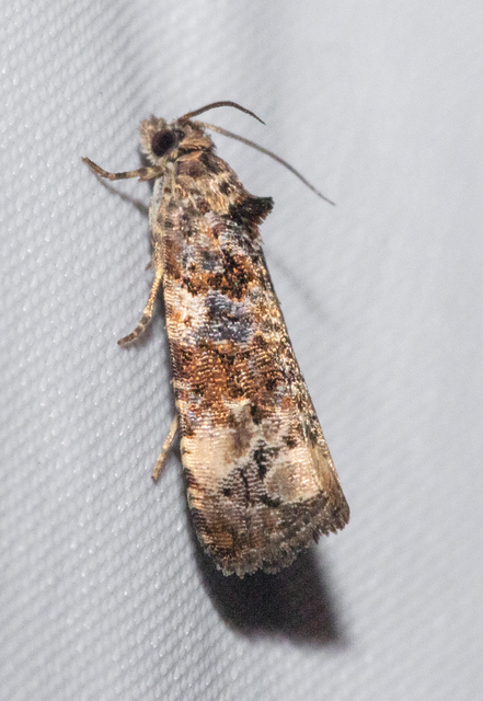 Endothenia