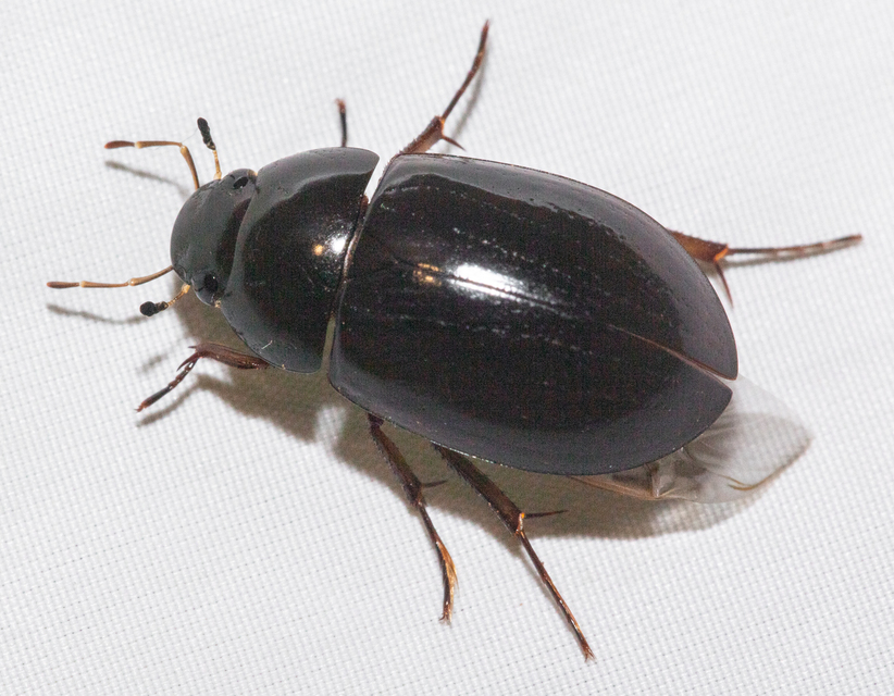 Hydrochara caraboides - kis csibor