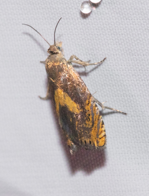 Dichrorampha