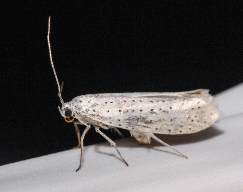 Yponomeuta evonymella - pókhálós májusfamoly